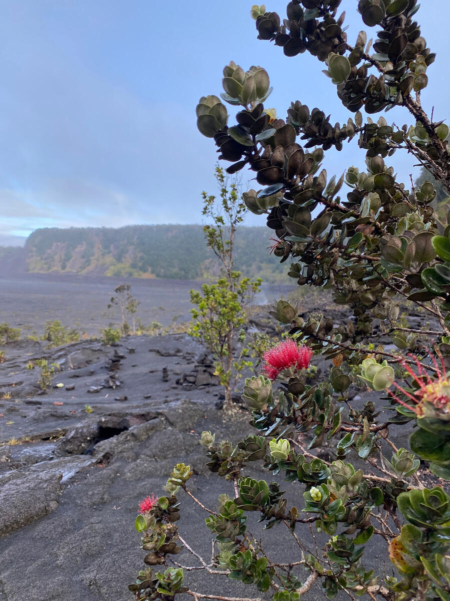 Photo during one of Joan Obra's hikes on the Kīlauea Iki Trail in Hawai'i Volcanoes National Park. In the foreground is an ʻōhiʻa lehua tree with red blossoms.