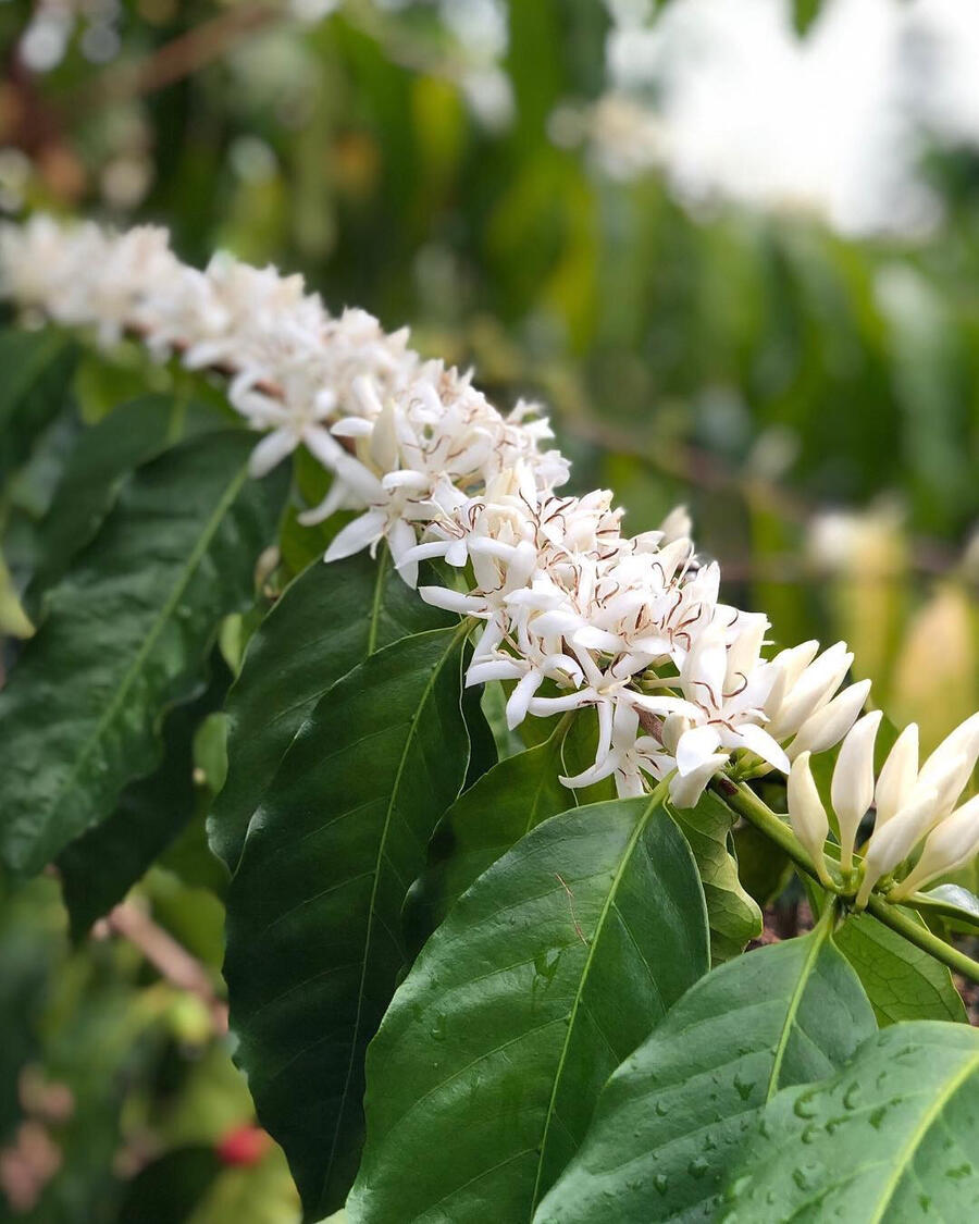 Photo from the Obra family's coffee farm: a coffee-tree branch studded with blooming white flowers.